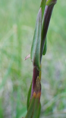 Boechera grahamii