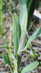 Boechera grahamii