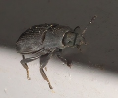 Blapstinus