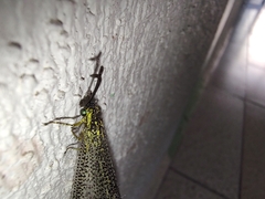 Brachynemurus versutus