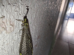 Brachynemurus versutus