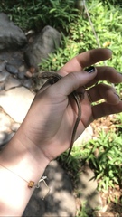Takydromus tachydromoides