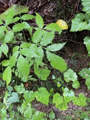 Rubus leucodermis