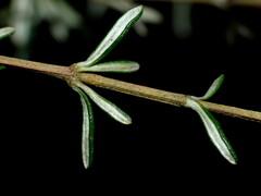 Olearia solandri