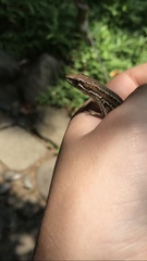 Takydromus tachydromoides
