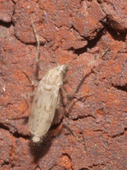 Chaoborus maculipes