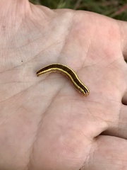 Trichordestra legitima