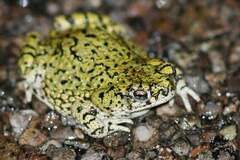 Anaxyrus debilis