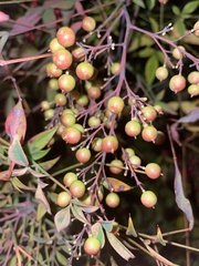 Nandina
