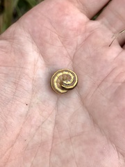 Trichordestra legitima