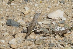 Callisaurus draconoides