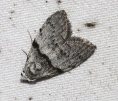 Nola pygmaeodes