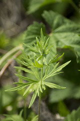Aconitum volubile