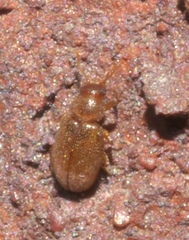 Corticariinae