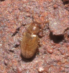 Corticariinae