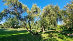 Salix × sepulcralis