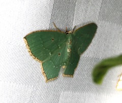 Comostola meritaria