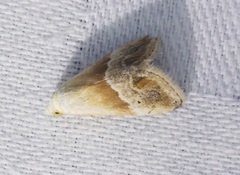 Eublemma roseana