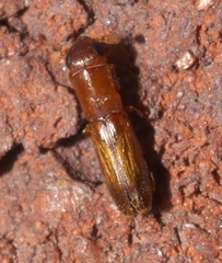 Euplatypus compositus