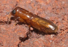 Euplatypus compositus