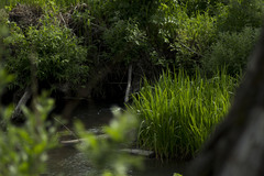 Typha latifolia