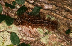 Spilarctia subcarnea