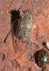 Melanoliarus aridus