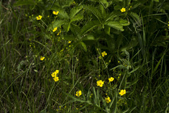 Potentilla chrysantha