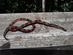 Geophis semidoliatus