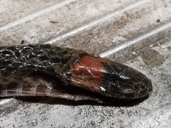 Geophis semidoliatus