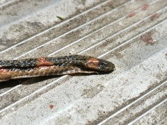 Geophis semidoliatus