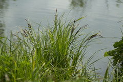 Carex cespitosa