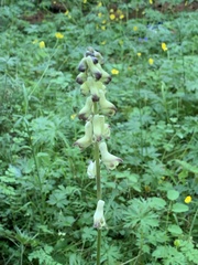 Aconitum barbatum