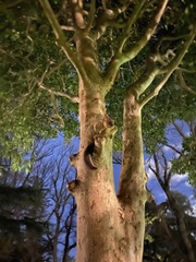 Trichosurus vulpecula