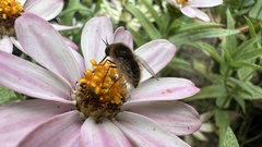 Sparnopolius confusus