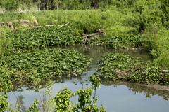 Petasites radiatus
