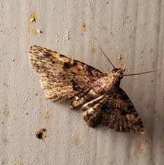 Metalectra quadrisignata