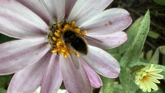 Sparnopolius confusus