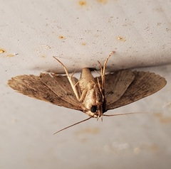 Metalectra quadrisignata