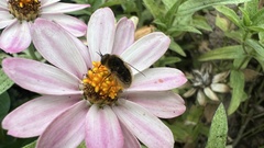 Sparnopolius confusus