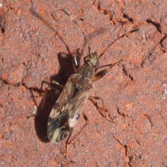 Neopamera albocincta