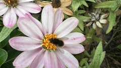 Sparnopolius confusus