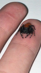 Phidippus apacheanus