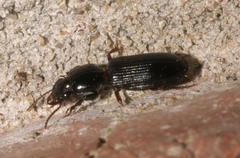 Clivina dentipes