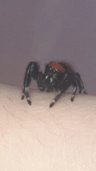 Phidippus apacheanus