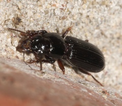 Clivina dentipes