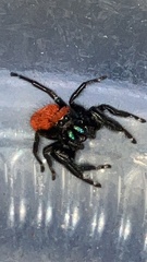 Phidippus apacheanus