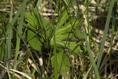 Ranunculus polyanthemos