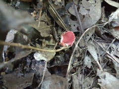 Sarcoscypha occidentalis