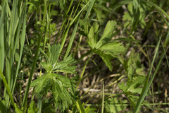 Ranunculus propinquus